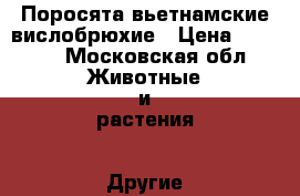 Поросята вьетнамские вислобрюхие › Цена ­ 3 000 - Московская обл. Животные и растения » Другие животные   